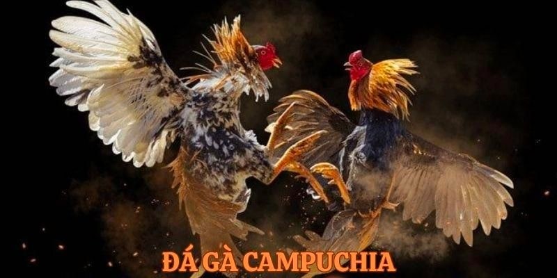Những trận đấu gà truyền thống dagacampuchia