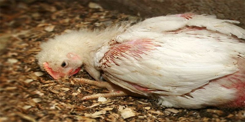 Bệnh cầu trùng ở gà là bệnh lý thường gặp hiện nay