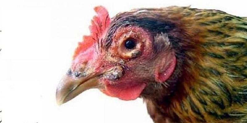 Lưu ý cần nhớ khi nuôi gà chọi đang bị nấm họng - bệnh nấm họng ở gà chọi