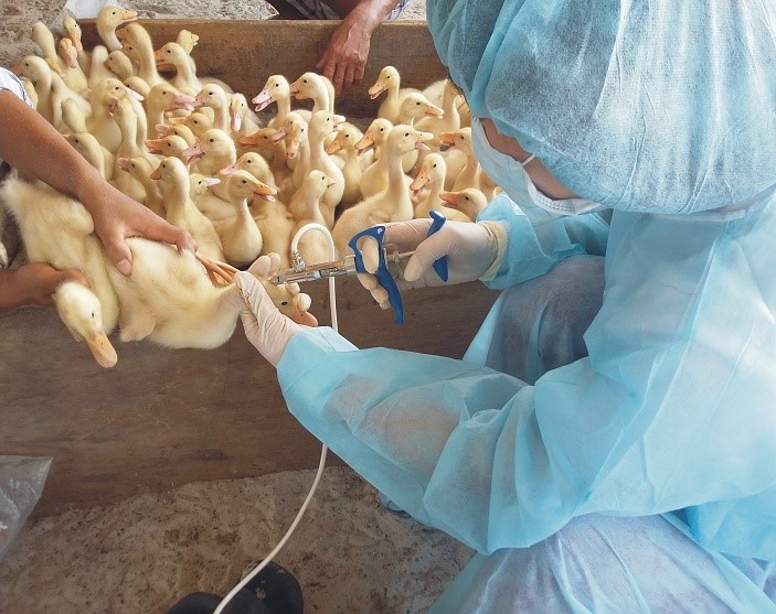 Quy trình cấp cũng ảnh hưởng đến gà chọi tiêm vaccine vẫn bị bệnh