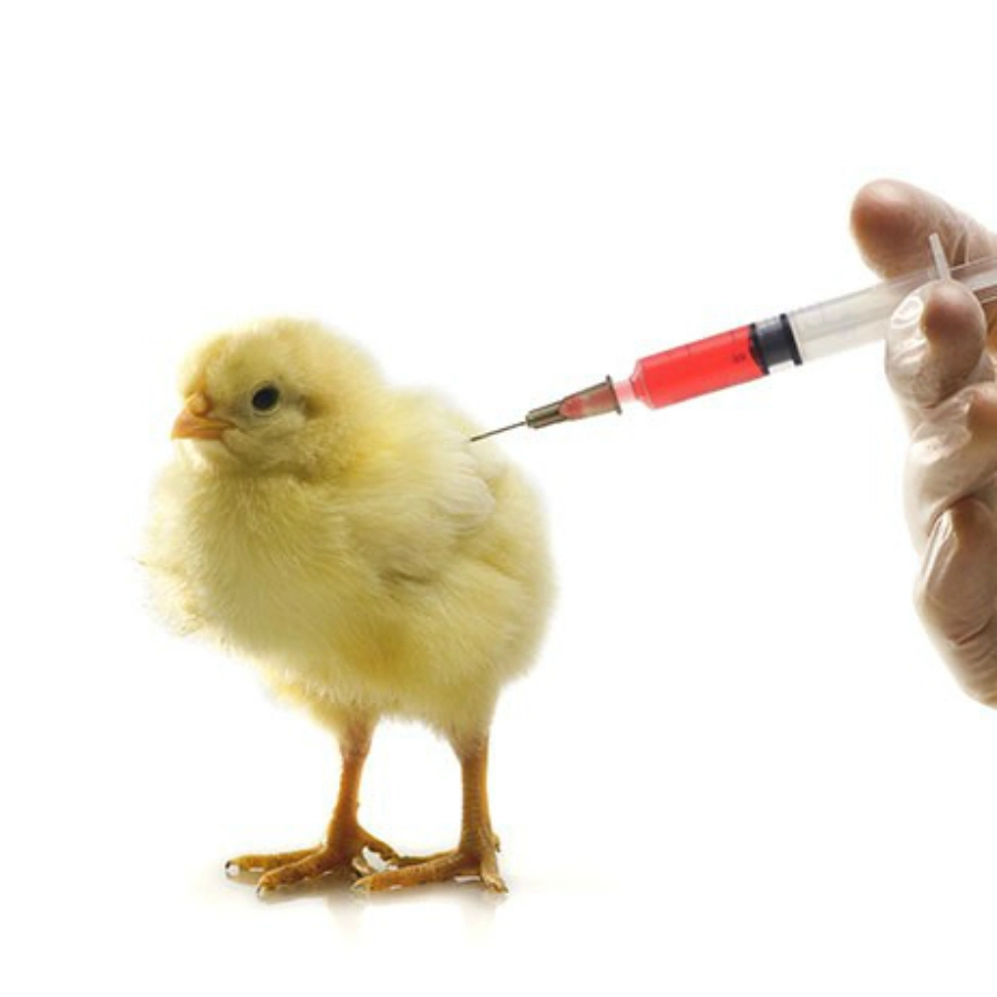 Chất lượng là nguyên nhân gà chọi tiêm vaccine vẫn bị bệnh