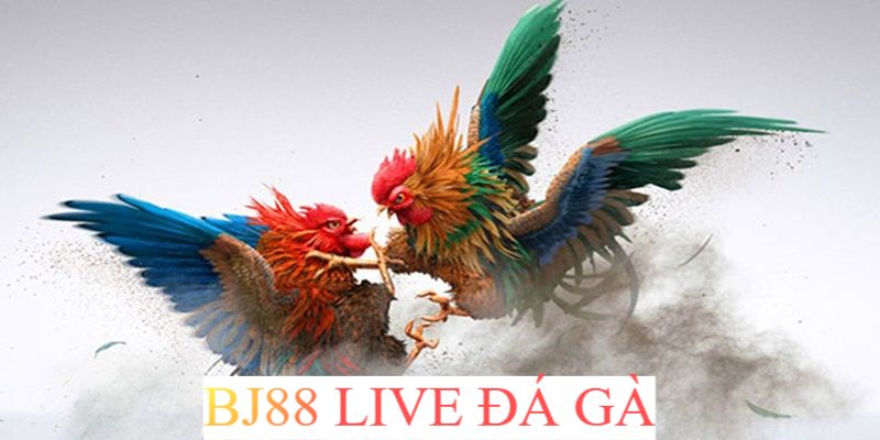 Giới thiệu sảnh live đá gà BJ88